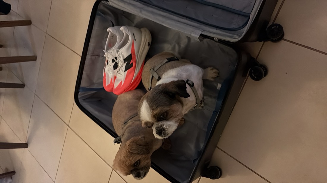 Two dogs sitting in an open suitcase next to running shoes